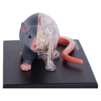 4D визия плъх анатомия модел 28 части животински орган анатомичен модел слава майстор DIY наука уреди безплатна доставка